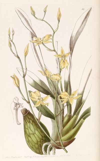 Cyrtochilum aureum (als Syn. Cyrtochilum mystacinum) von Miss Drake